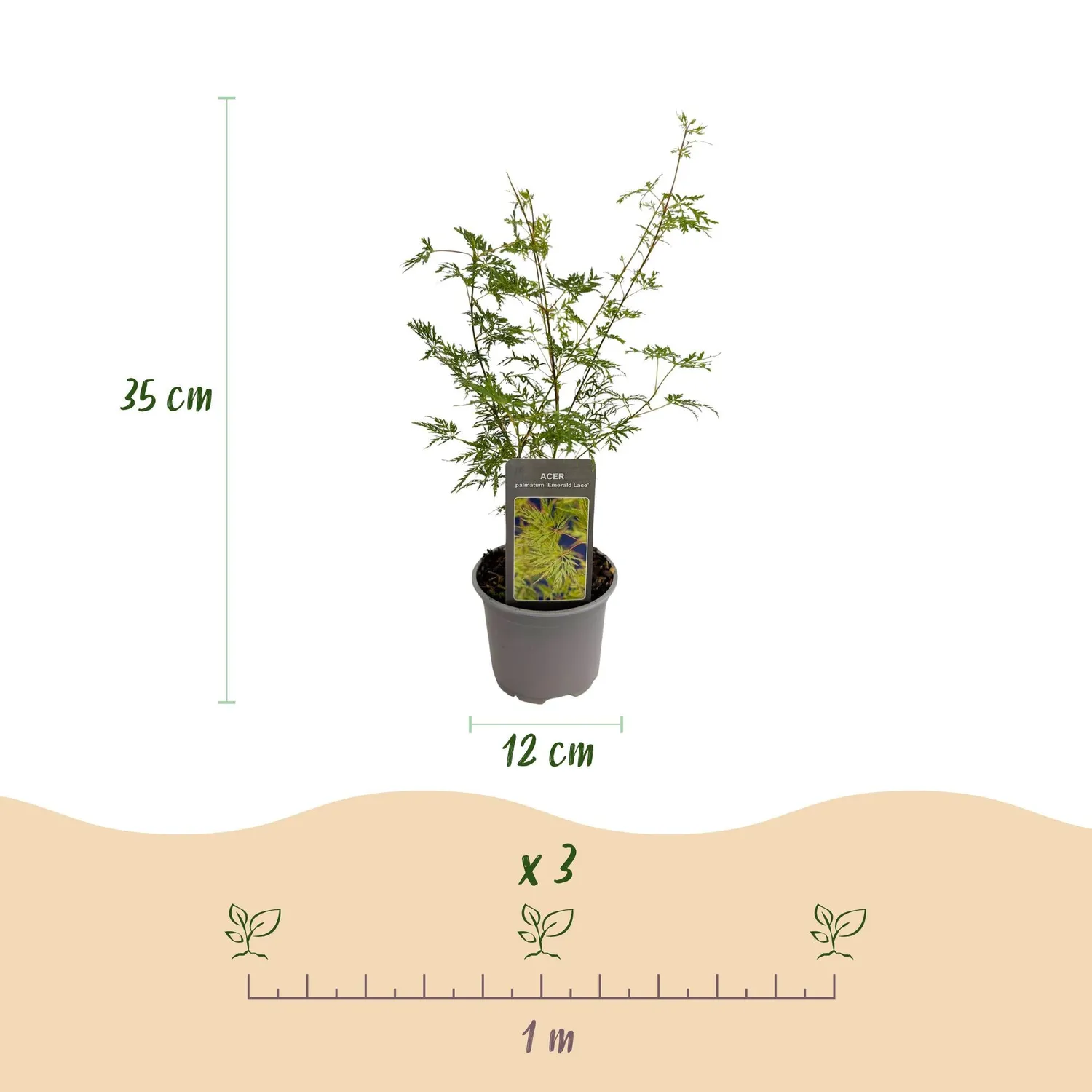 Plant and Stories Emerald Lace érable du Japon pot 12 cm 1 plant