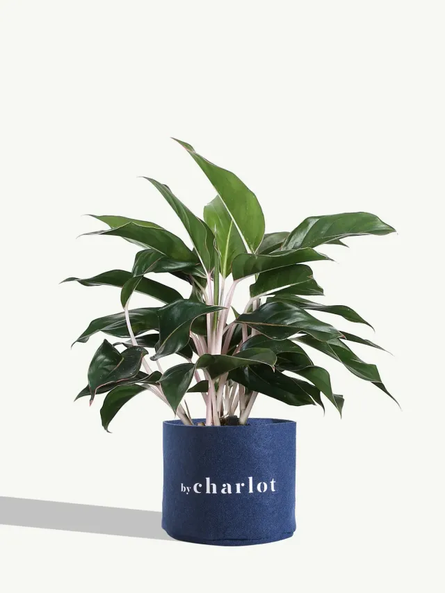 By Charlot La Baronne grande plante verte d’intérieur