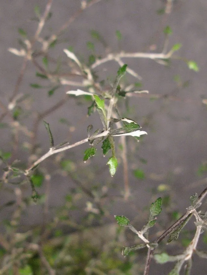 AQUAPHYTE Seiryu-en Ni kokedama corokia extérieur -7°C