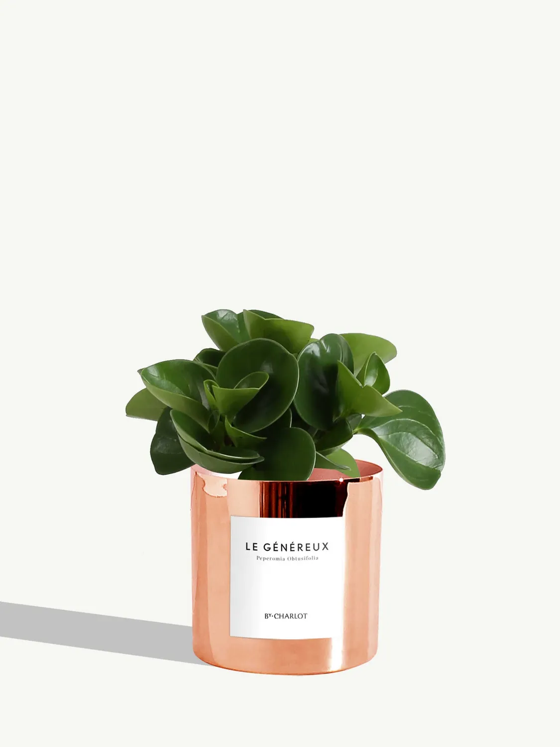 By Charlot Le Généreux plante peperomia pot 10 cm