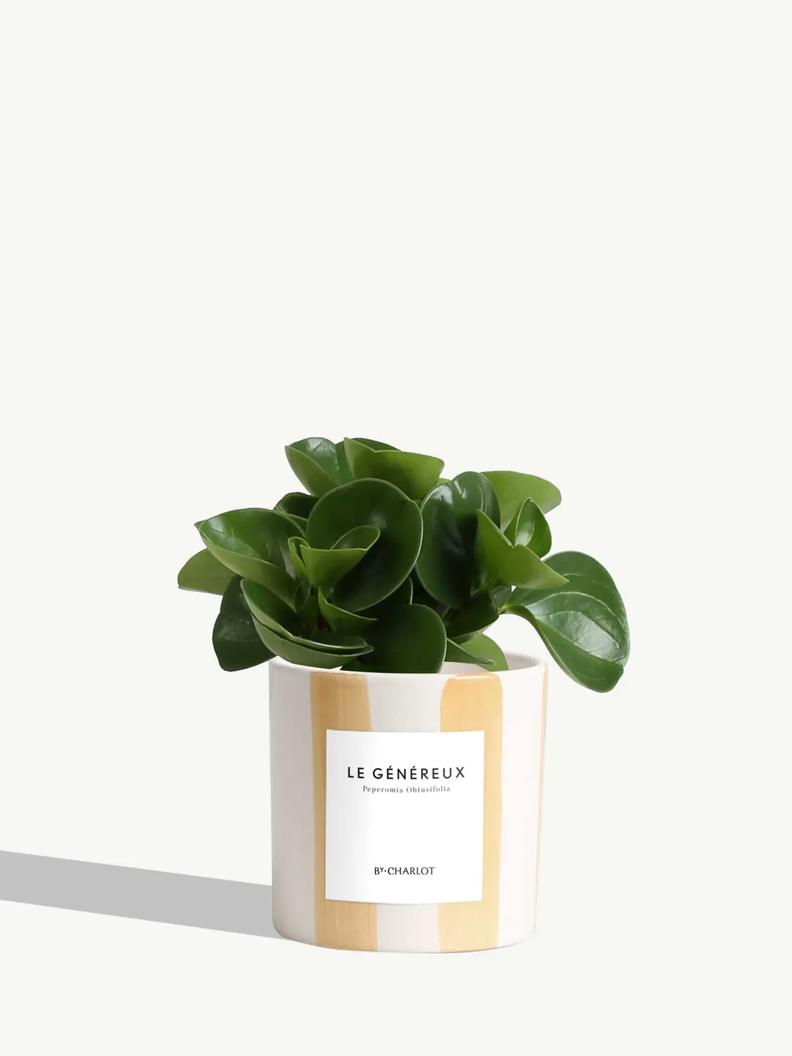 By Charlot Le Généreux plante pot S peperomia