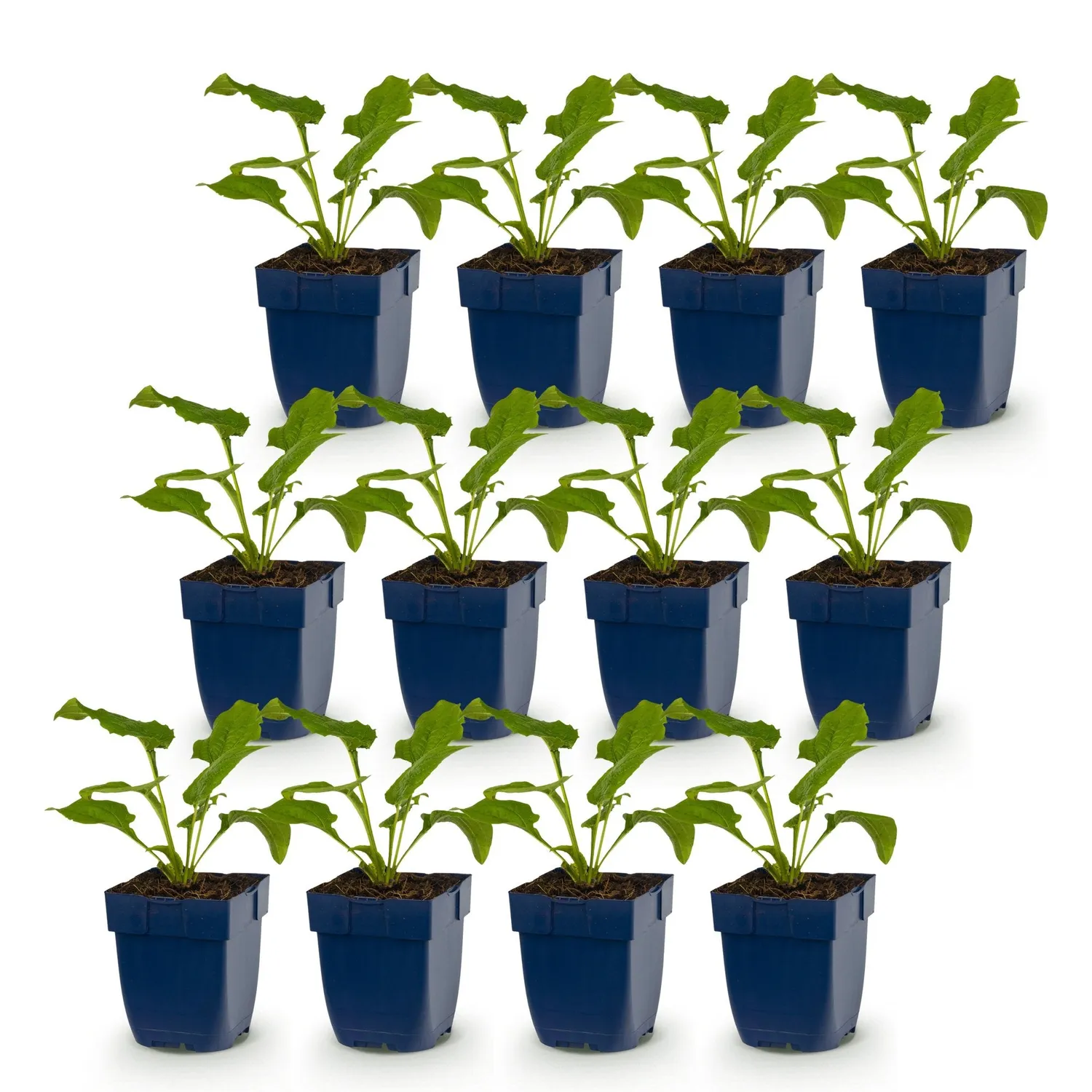 Plant and Stories échinacée Alba vivace 6 plants blanc