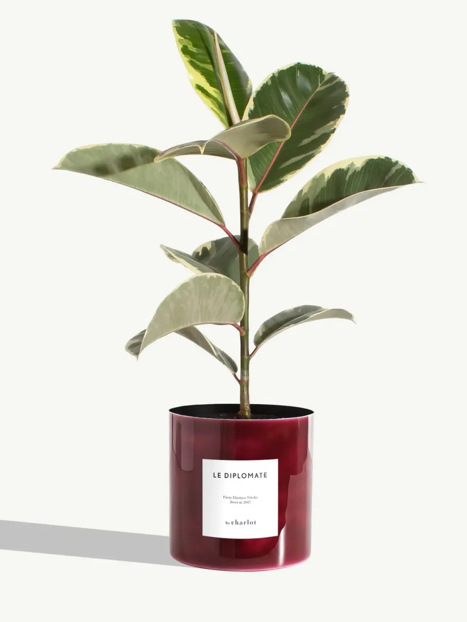 By Charlot Le Diplomate plante métal rouge pourpre