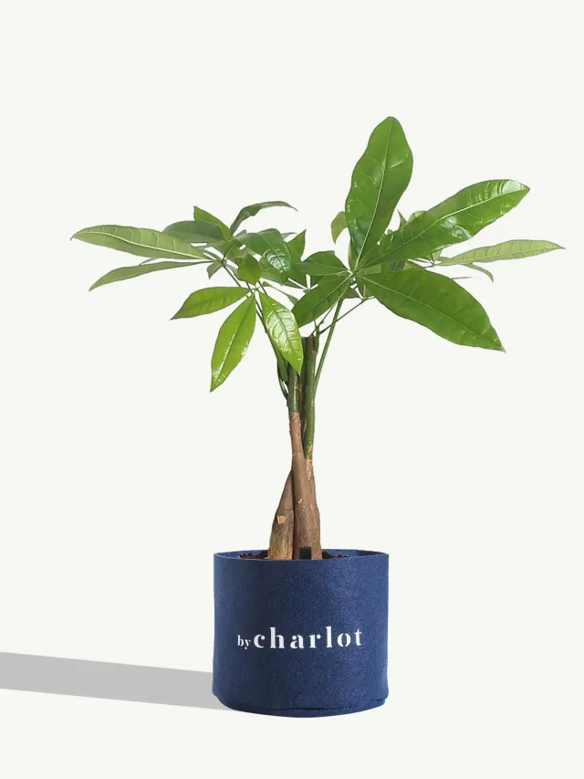 By Charlot L'Aviateur Anthurium Plante 33 cm