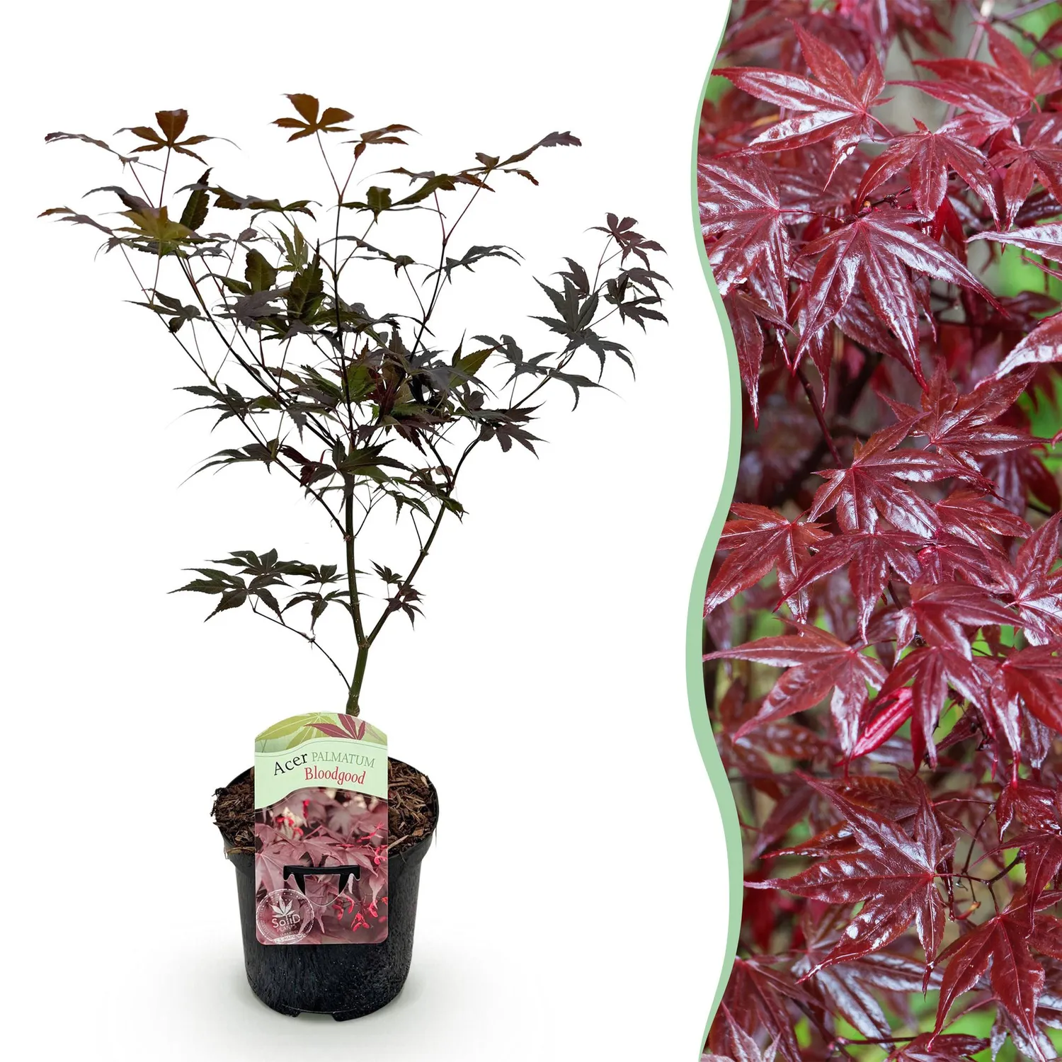 Plant and Stories Bloodgood érable du Japon 70 cm pot 19 cm rouge