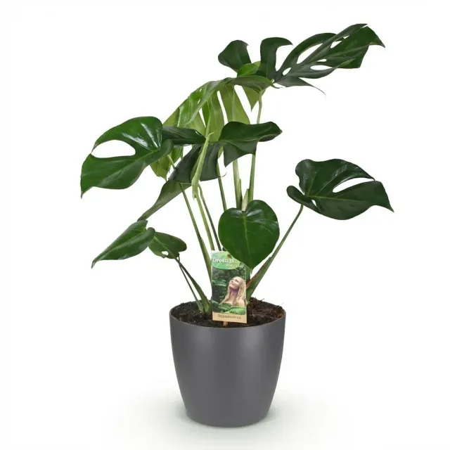 Plant and Stories Monstera Deliciosa plante 21 cm 70 cm