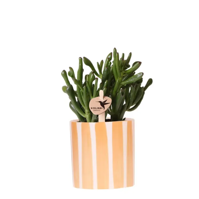 Plant and Stories Crassula Hobbit succulente pot 9 cm cache-pot