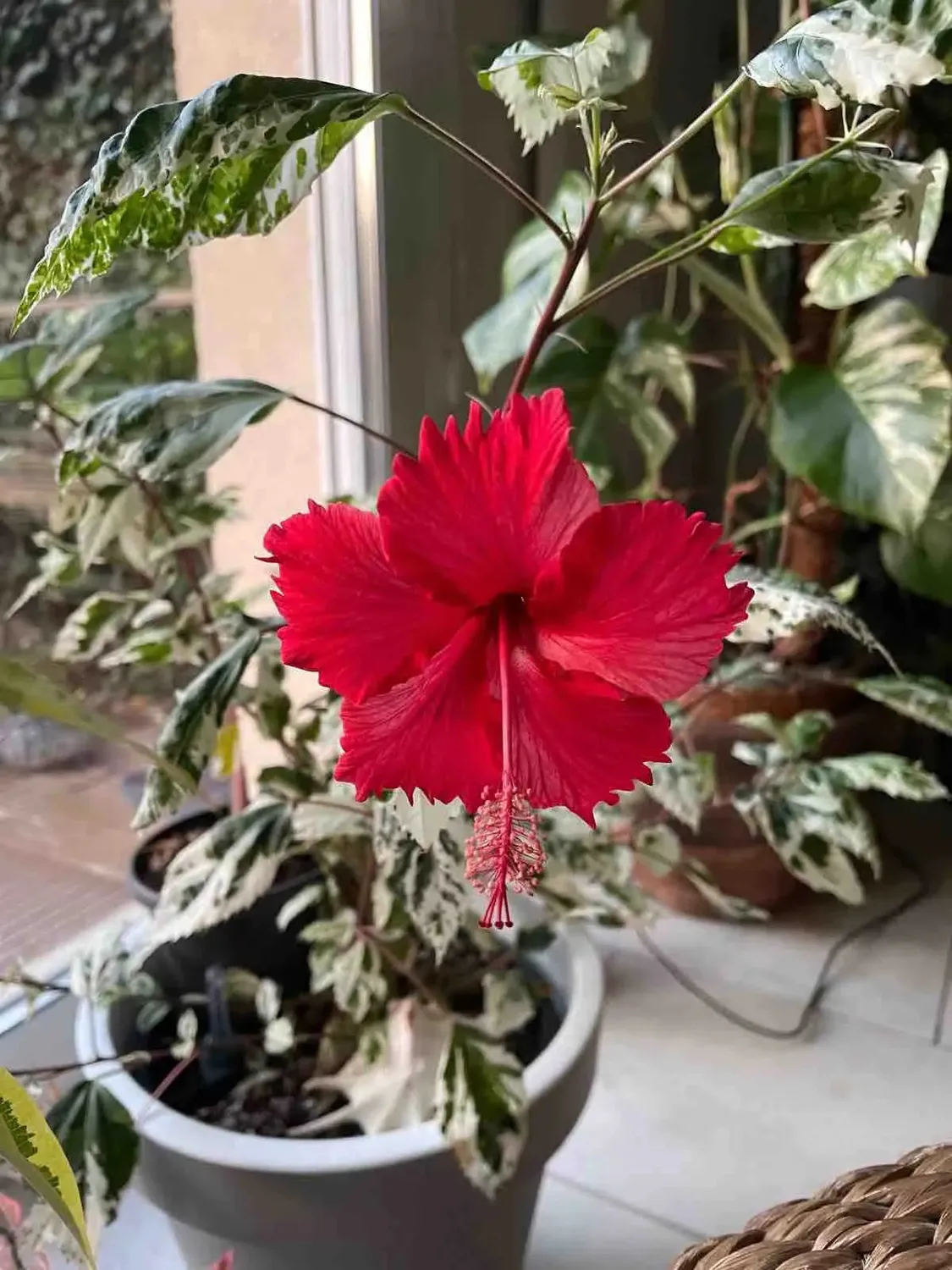 Plant and Stories Hibiscus Variegata arbuste pot 12 cm panaché